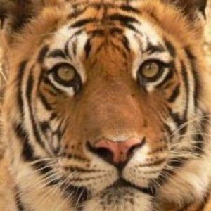 Meet your Posher, Suzanne